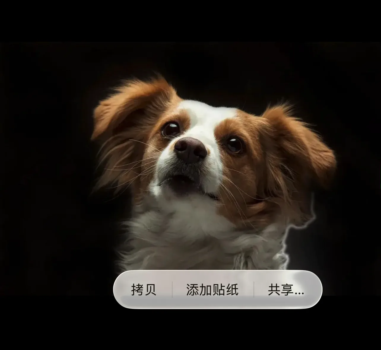 第三步：浮出「拷贝 / 添加贴纸 / 共享…」菜单