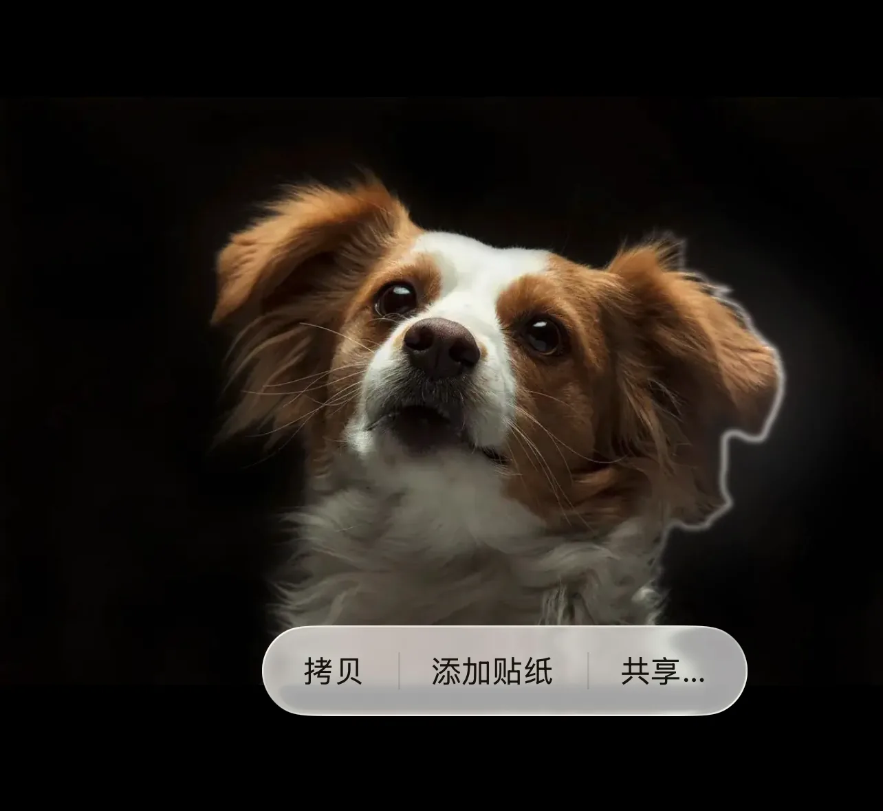 第二步：长按主体——狗的周围出现一圈发光的白色描边