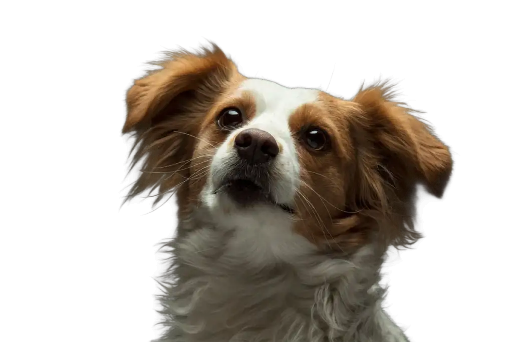 Pet photo background removal example: fluffy dog with fine fur edges as a transparent cutout