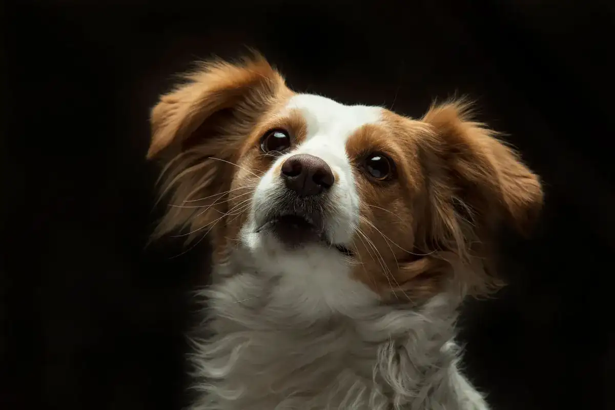 原始照片：深色背景前毛发细软的蝴蝶犬