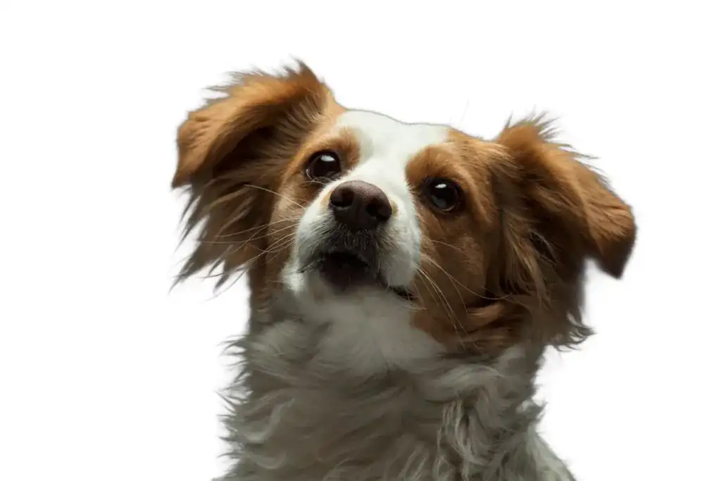 宠物抠图示例：毛发细腻的蝴蝶犬合成白底