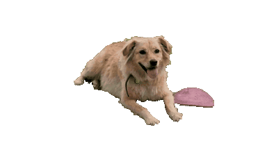 Animated GIF with background removed, shown on checkerboard