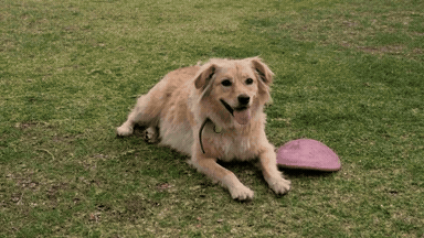 Original animated GIF of a golden retriever lying on grass